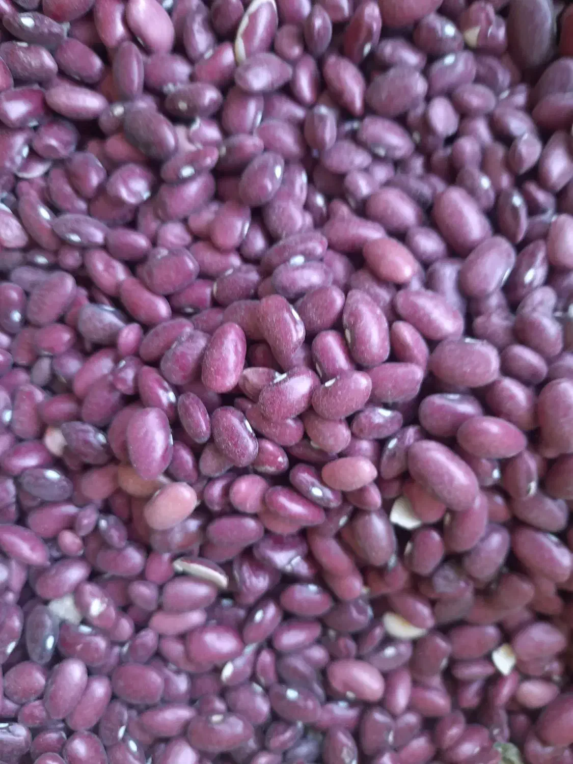 برنج و حبوبات فریدونی قیمت مناسب مناسب شادونه۳۴۰|خوردنی و آشامیدنی|بروجرد, |دیوار