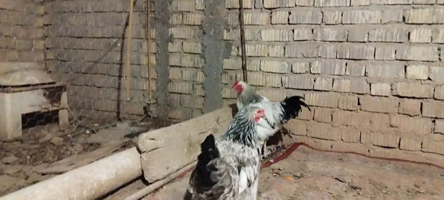 تخم مرغ برهما|حیوانات مزرعه|شیراز, شهرک صادقیه|دیوار