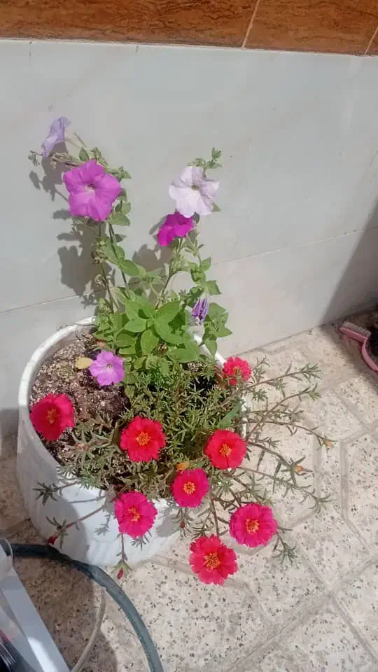 جویای کار|فعالیت داوطلبانه|چناران, |دیوار