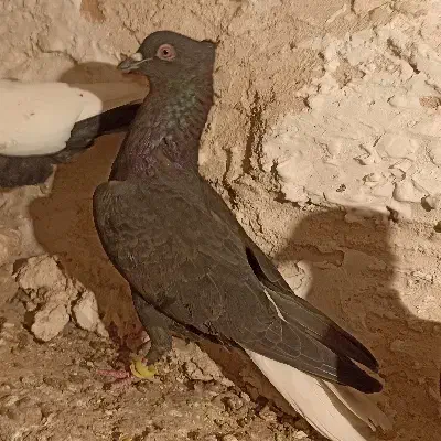 کفتر دم سفید|پرنده|مبارکه, |دیوار