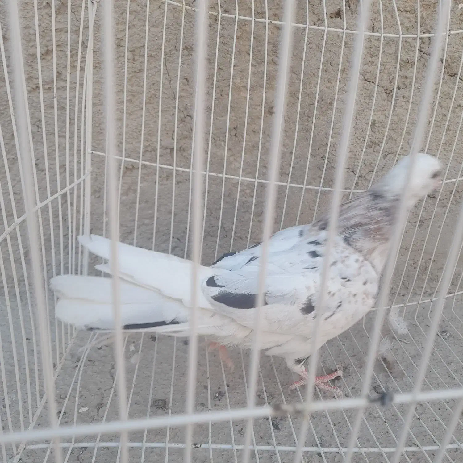 کبوتر هفت رنگ|پرنده|زابل, |دیوار