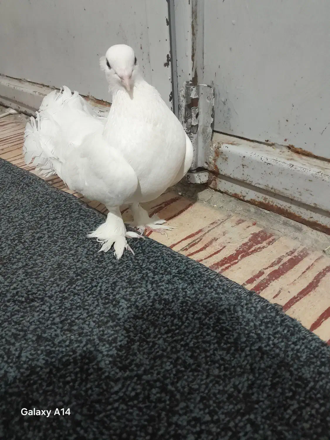 کفتر دوم چتری پاپرکاکلی|پرنده|کوه چنار, |دیوار