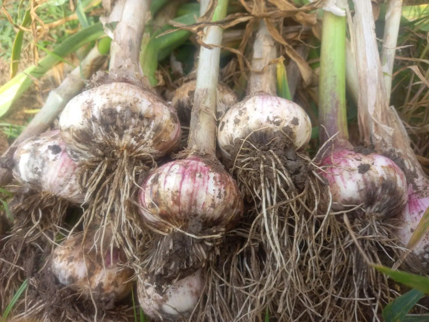سیر محلی|خوردنی و آشامیدنی|خان ببین, |دیوار
