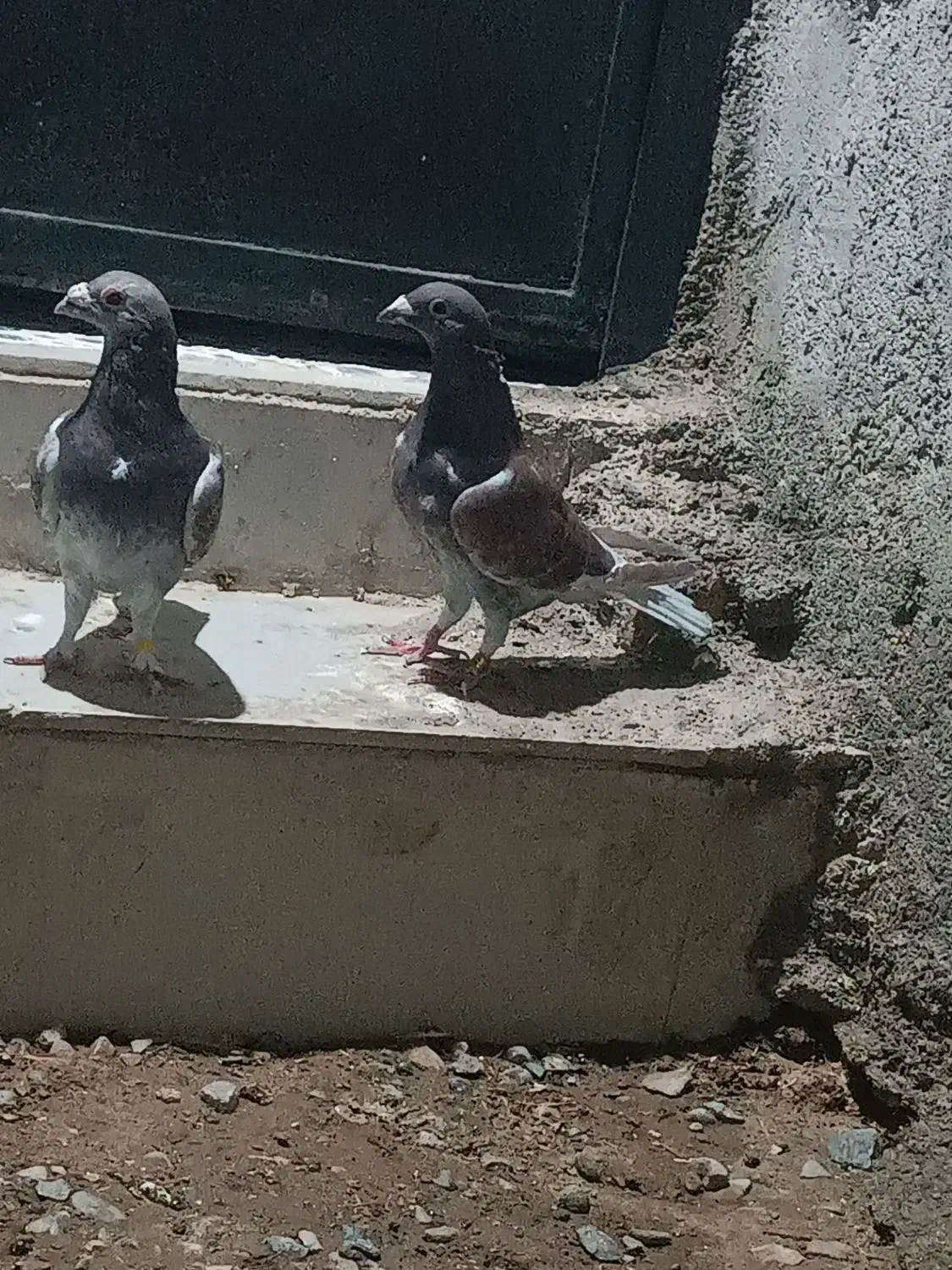 جفت نر بورمگس|پرنده|جزنیک, |دیوار