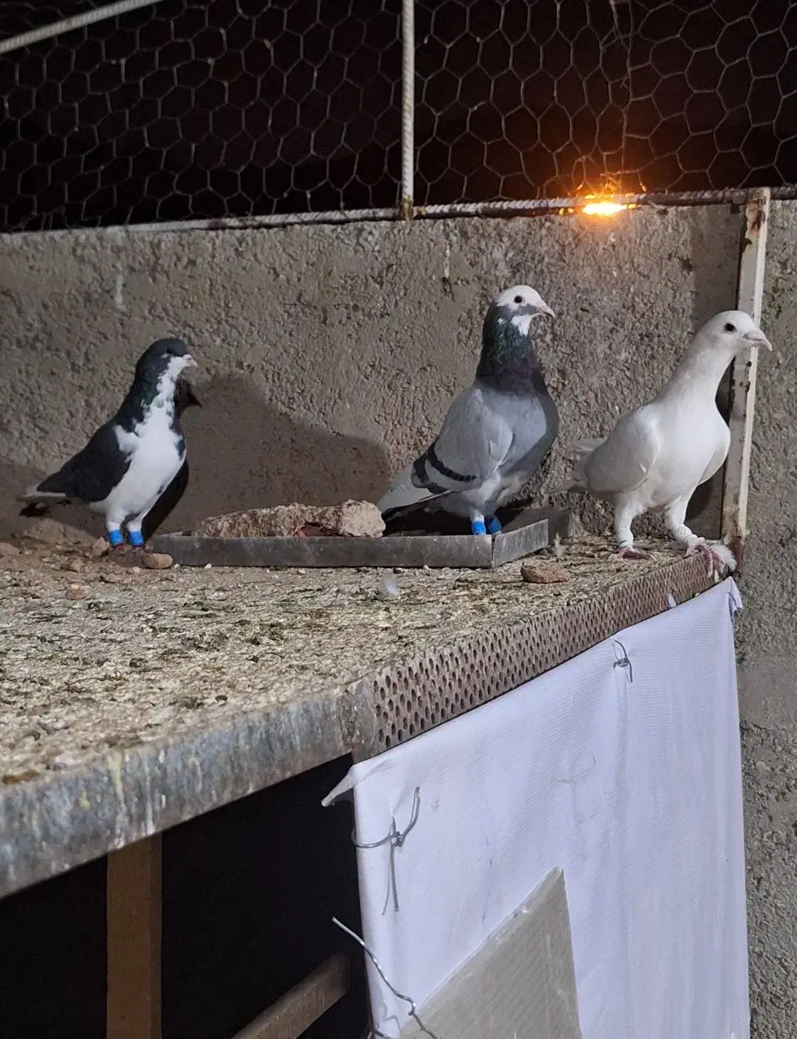 کفتر یا کبوتر|پرنده|شیراز, سعدیه شمالی|دیوار