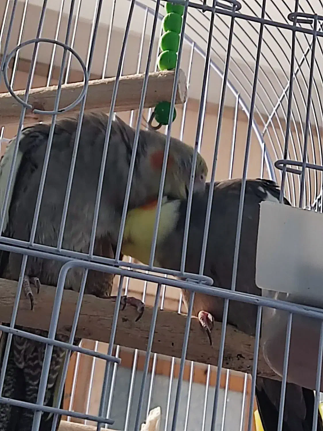 عروس هلندی سینامون مولد|پرنده|اهواز, ۳۰ متری|دیوار