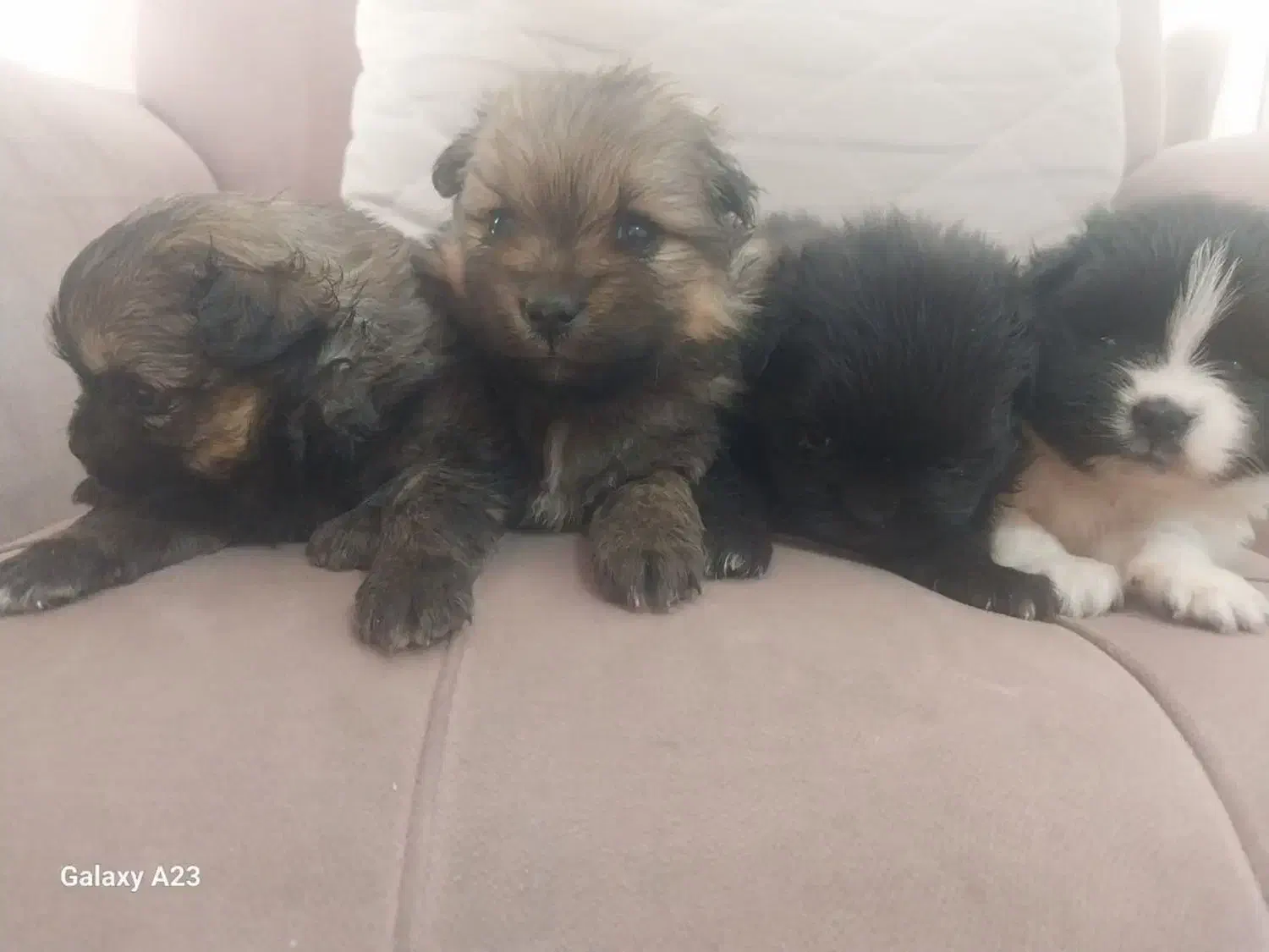 پامر روباهی|سگ|شاهرود, |دیوار