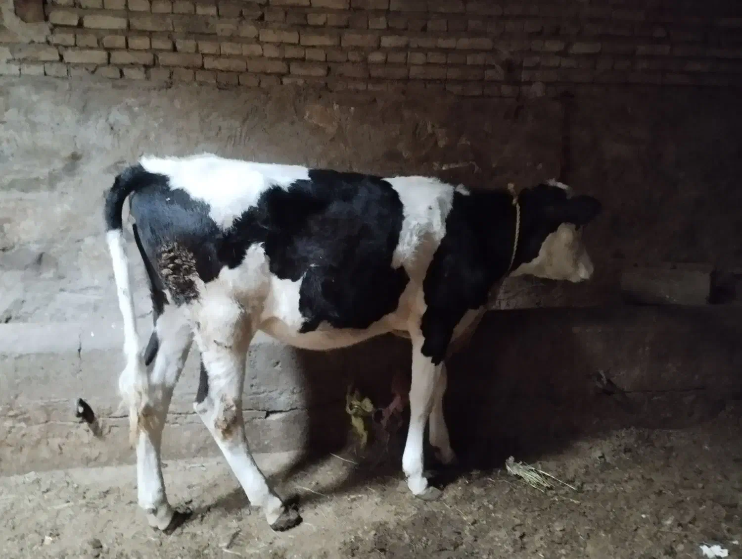 گوساله ماده سیمنتال خوش خوراک|حیوانات مزرعه|میاندوآب, |دیوار