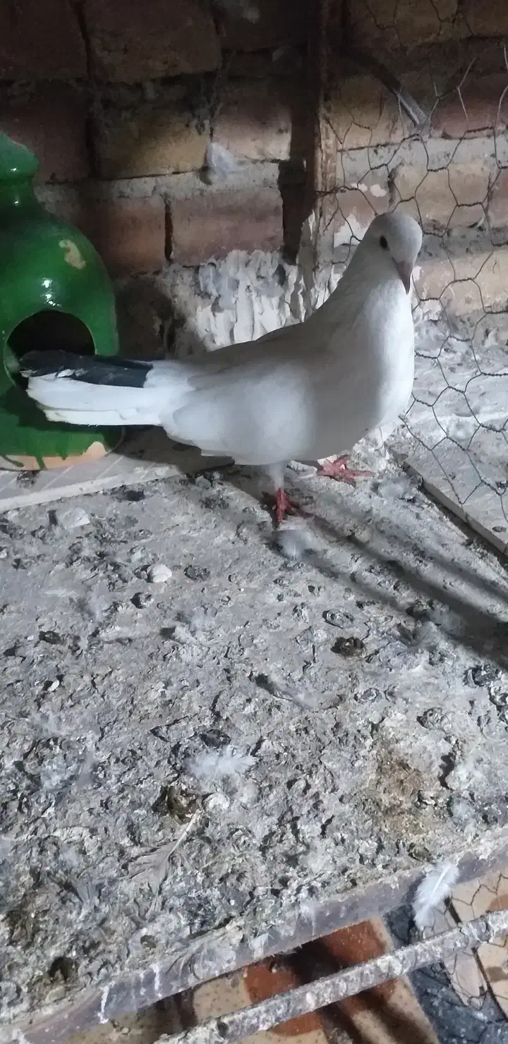 نژاد قدیم|پرنده|پارسآباد, |دیوار