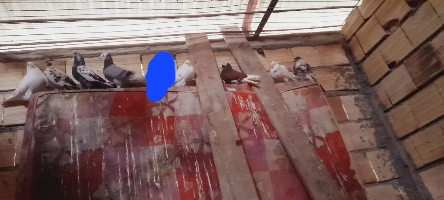 کبوتر پروازی|پرنده|تالش, هشتپر|دیوار