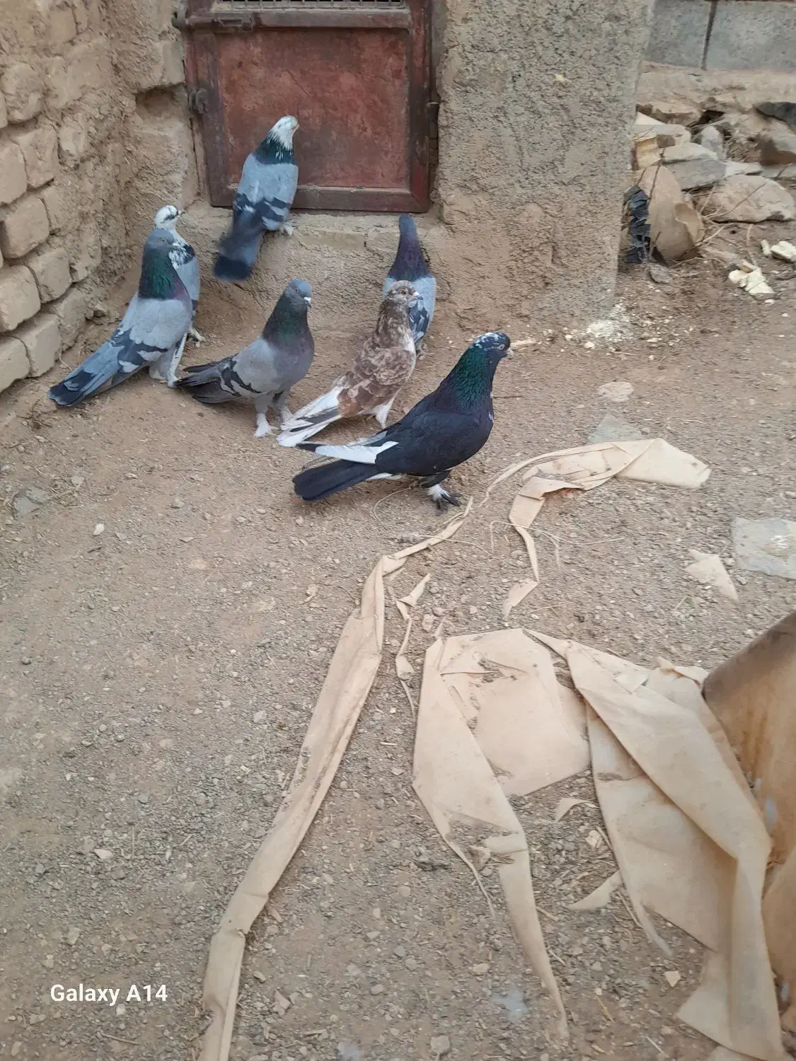 یه بوم کبوتر پور|پرنده|بن, |دیوار