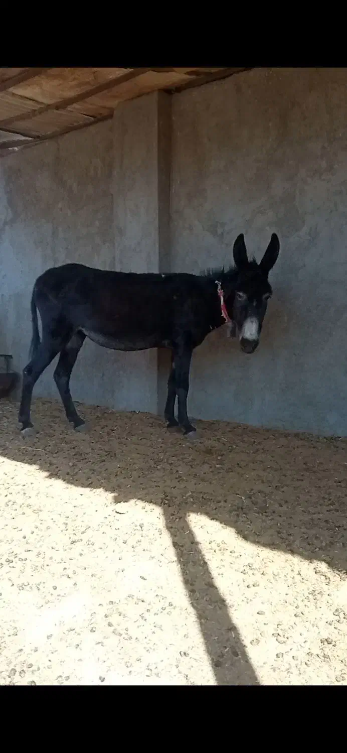 خر الاغ|حیوانات مزرعه|برخوار, |دیوار