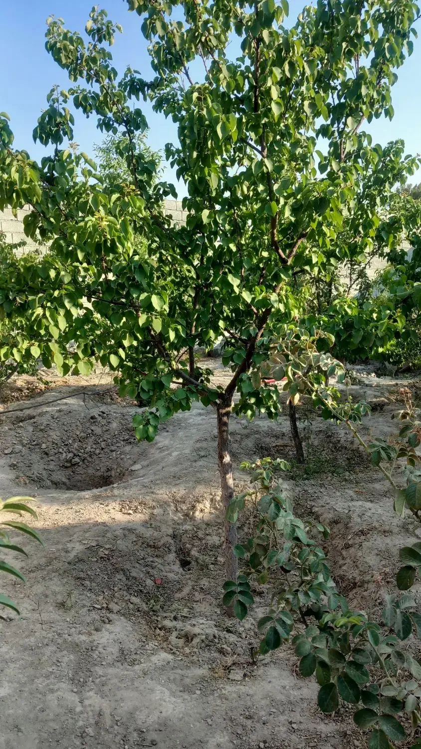 باغ و باغچه چهاردیوار مجوزدار آب برق گاز ویلا سازی|فروش زمین و ملک کلنگی|وحیدیه, |دیوار