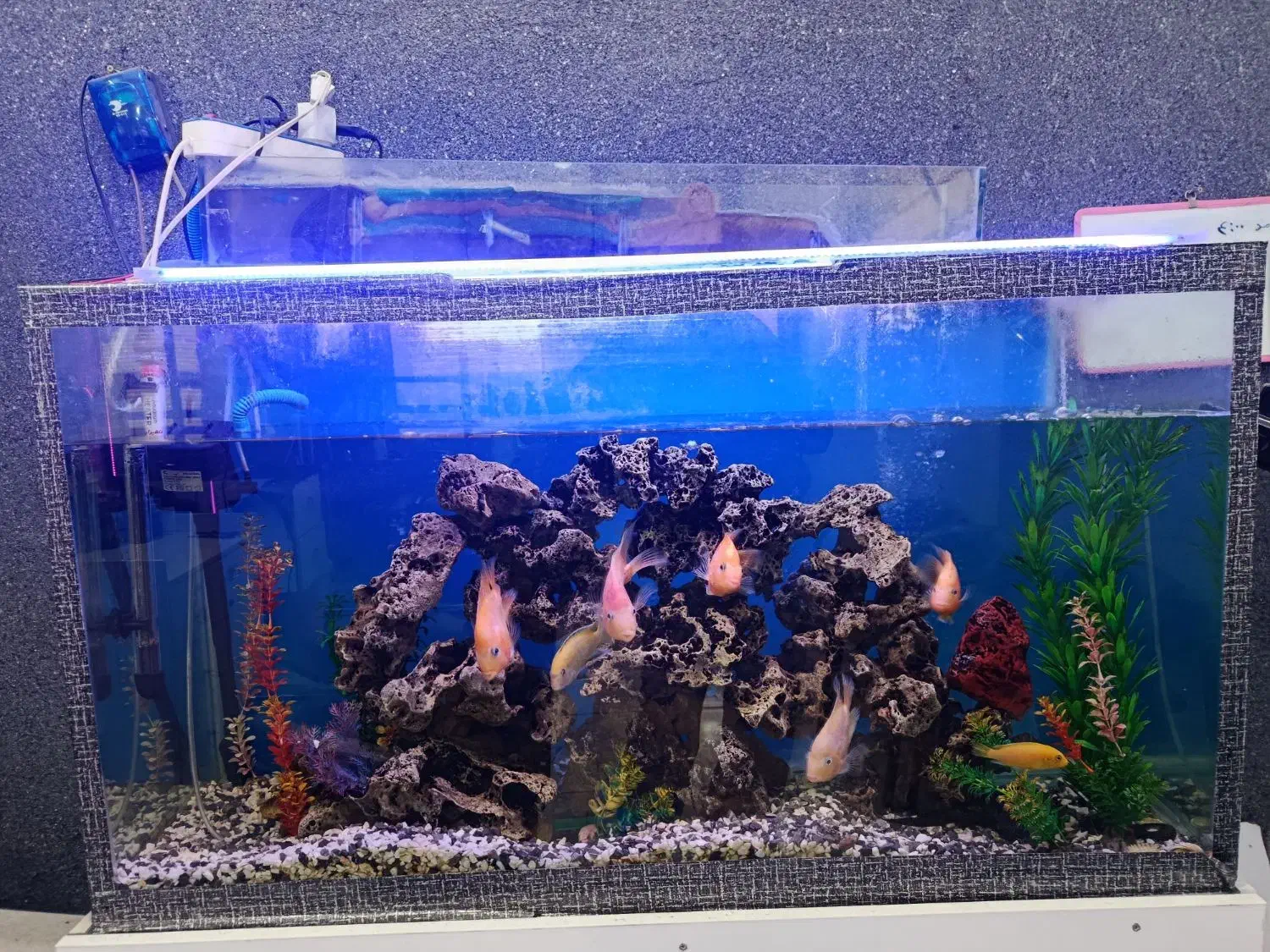 آکواریوم با ماهی و تمام تجهیزات|ماهی|خرمآباد, |دیوار