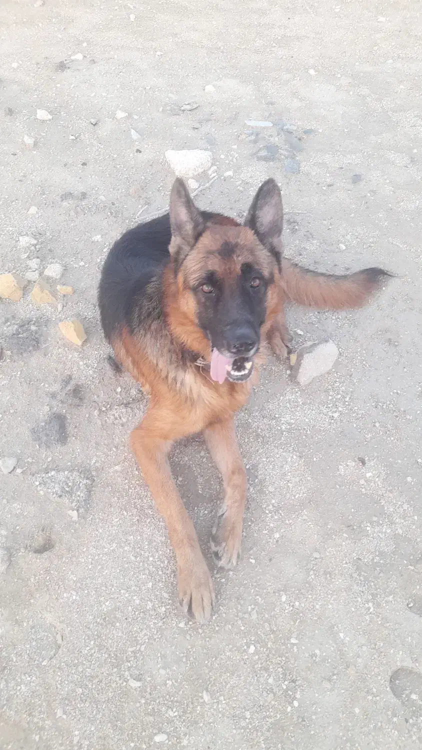سگ ژرمن شپرد|سگ|بندرلنگه, |دیوار