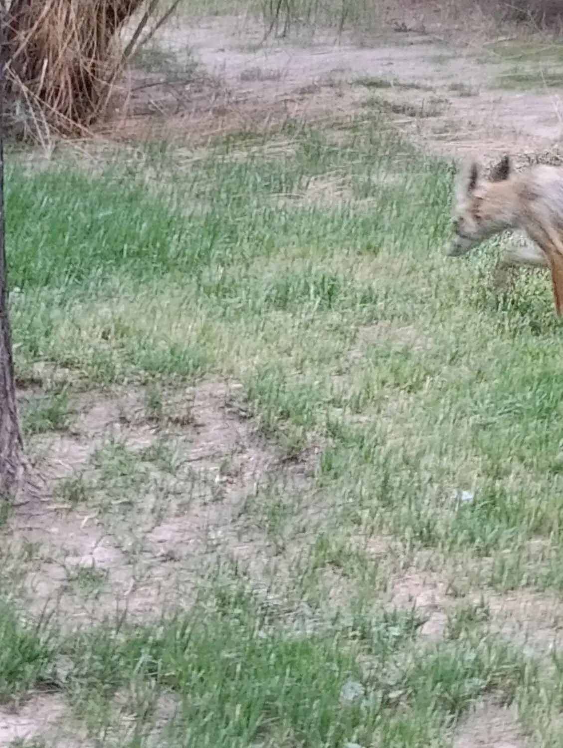 زمین جهت ساخت ویلا|فروش زمین و ملک کلنگی|رامهرمز, |دیوار