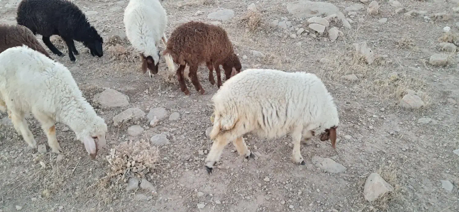 بره ومیش فروش|حیوانات مزرعه|سرپل ذهاب, |دیوار