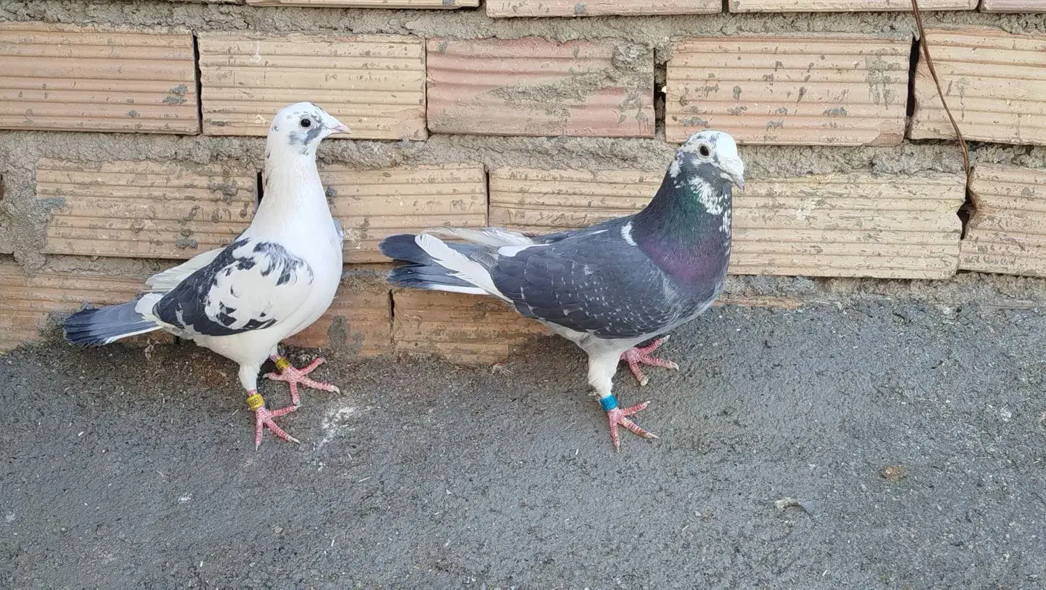 کفتر ابلغ|پرنده|بیرجند, |دیوار