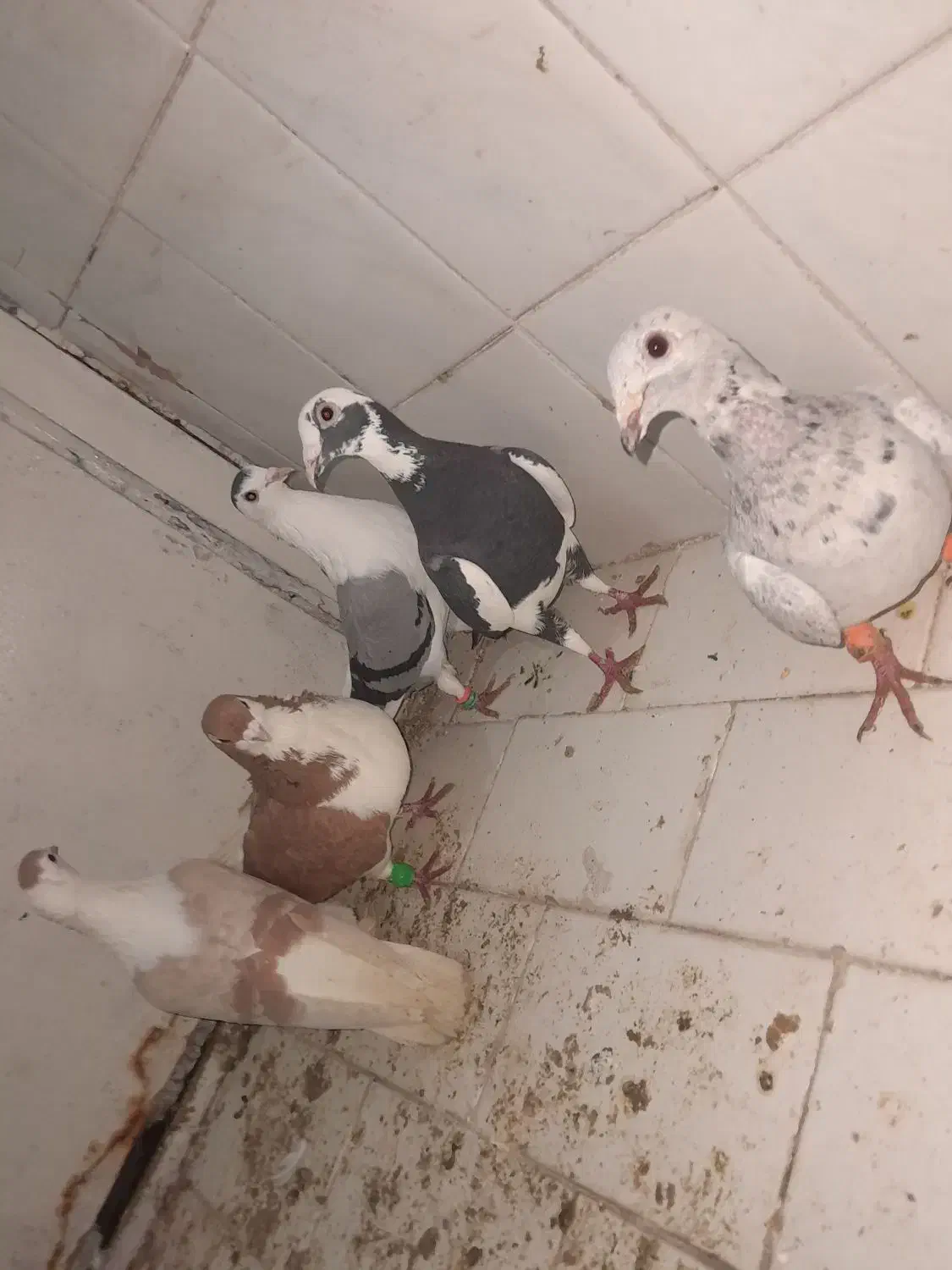 کفتر مفت|حیوانات|تربت‌حیدریه, باغ سلطانی|دیوار