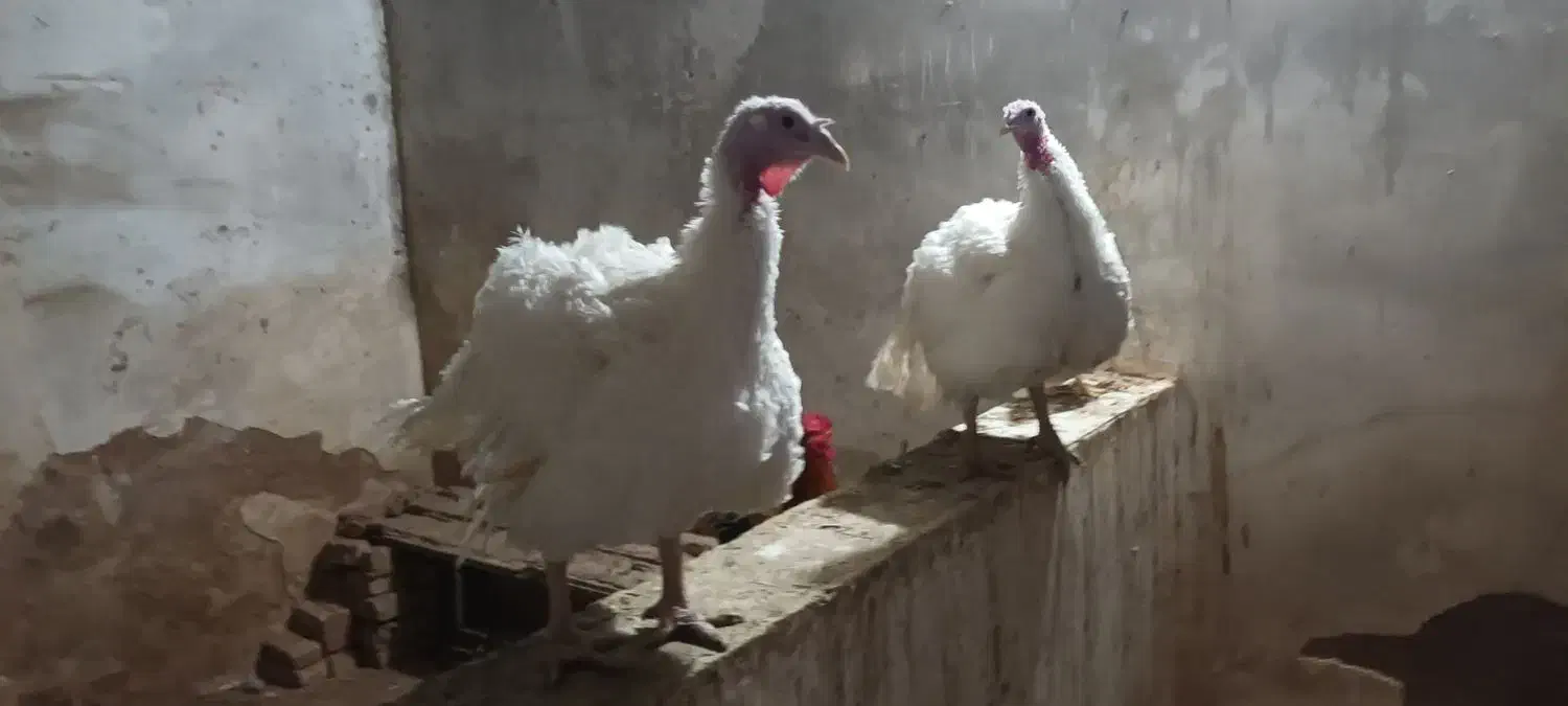 بوقلمون بیوتی ۶ وزن فوق سنگین|حیوانات مزرعه|شوط, |دیوار