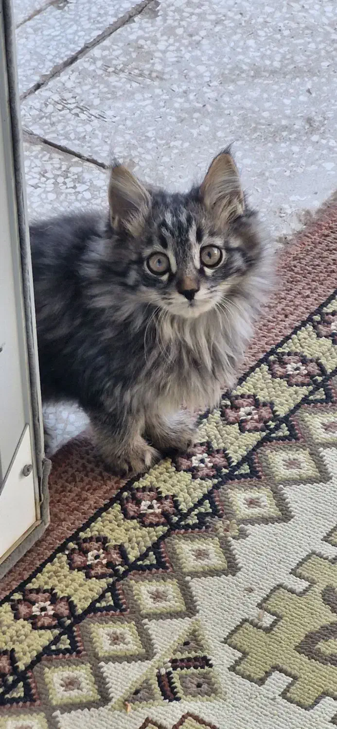 گربه نژادار دو ماه|گربه|سبزوار, هفت تیر|دیوار