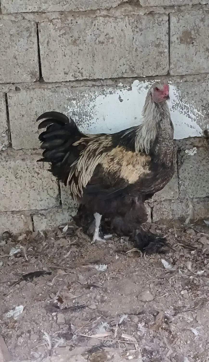 خروس برهما اصل|حیوانات مزرعه|قائم‌شهر, |دیوار