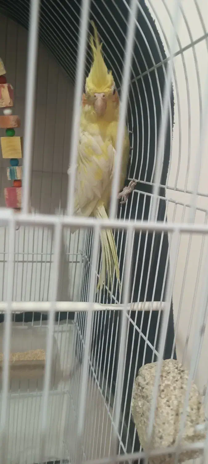 عروس هلندی ماده|پرنده|مشهد, ابوذر|دیوار