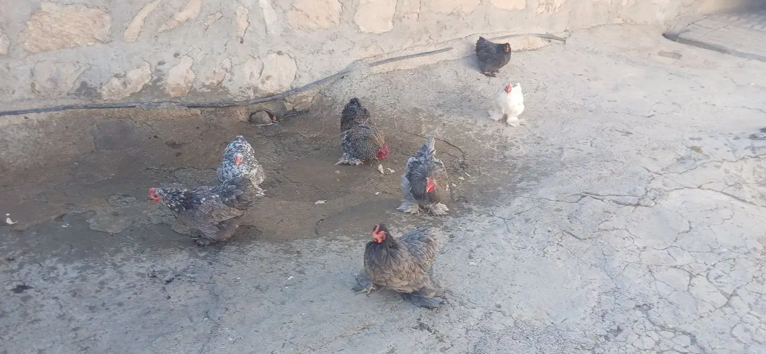 تعدادی مرغ کوشین دم خرگوشی|حیوانات مزرعه|سرپل ذهاب, |دیوار