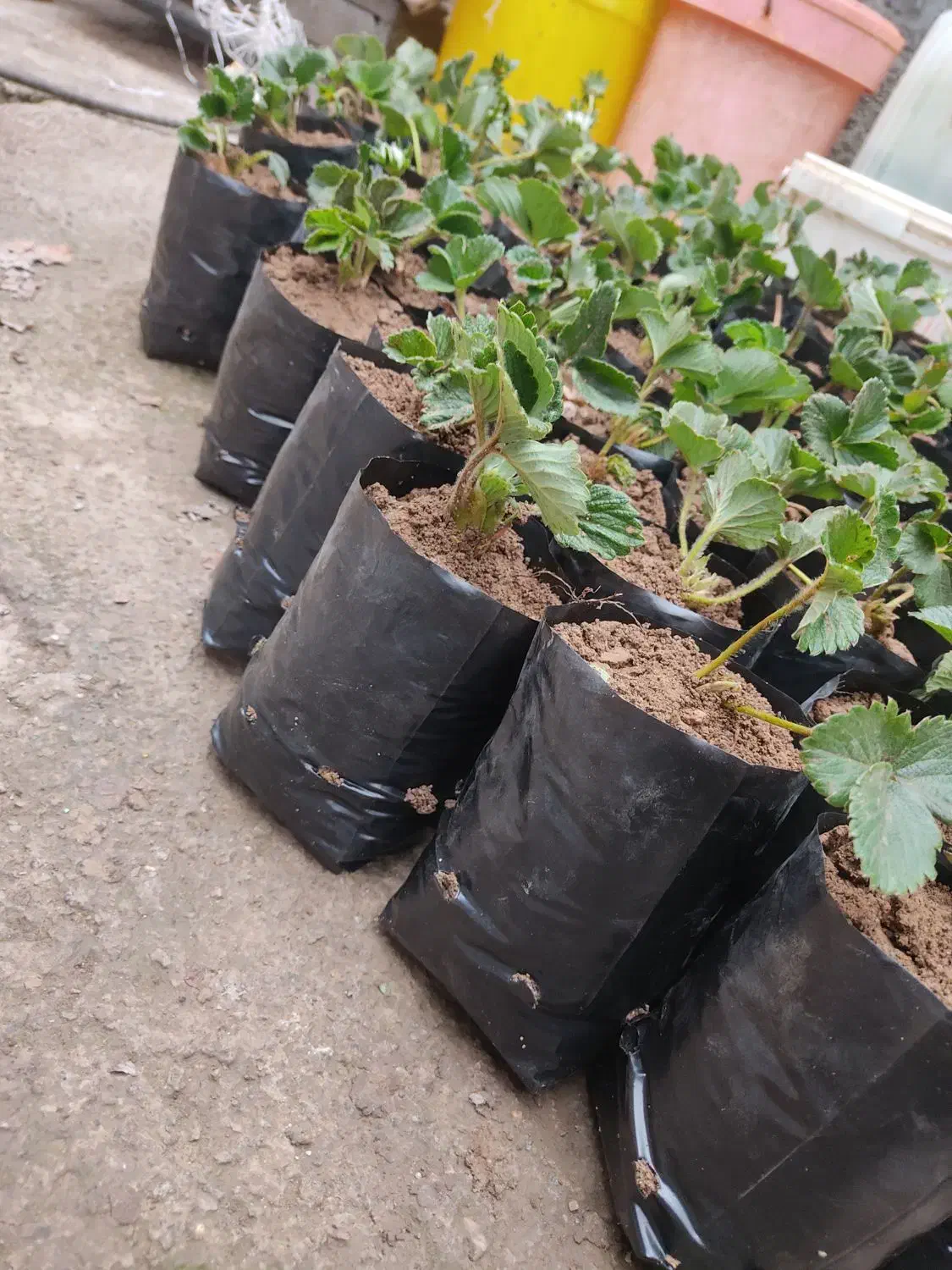 بوته توت فرنگی|گل و گیاه طبیعی|علی‌آباد کتول, |دیوار