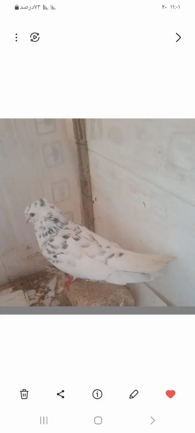 این  کبوترها ازم گم شودن هرکی  گرفته  پول می دم|پرنده|کوهدشت, |دیوار