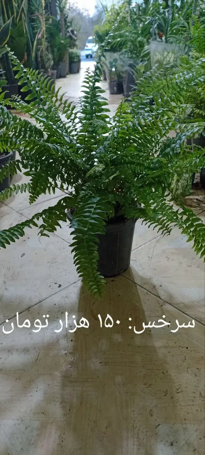 سرخس سرسبز|گل و گیاه طبیعی|فردیس, شهرک ارم|دیوار