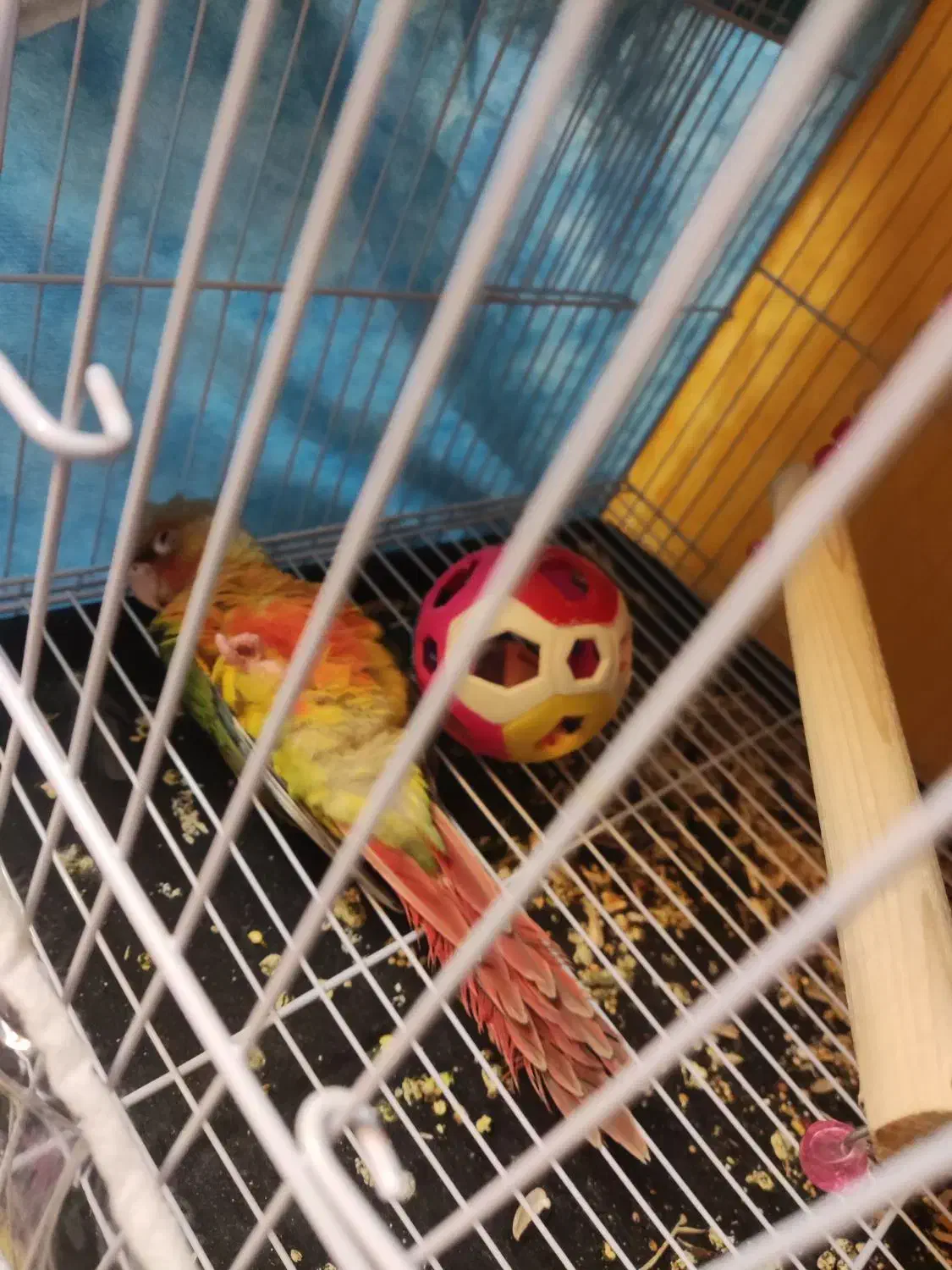 عروس هلندی مولد|پرنده|مشهد, امیرآباد|دیوار