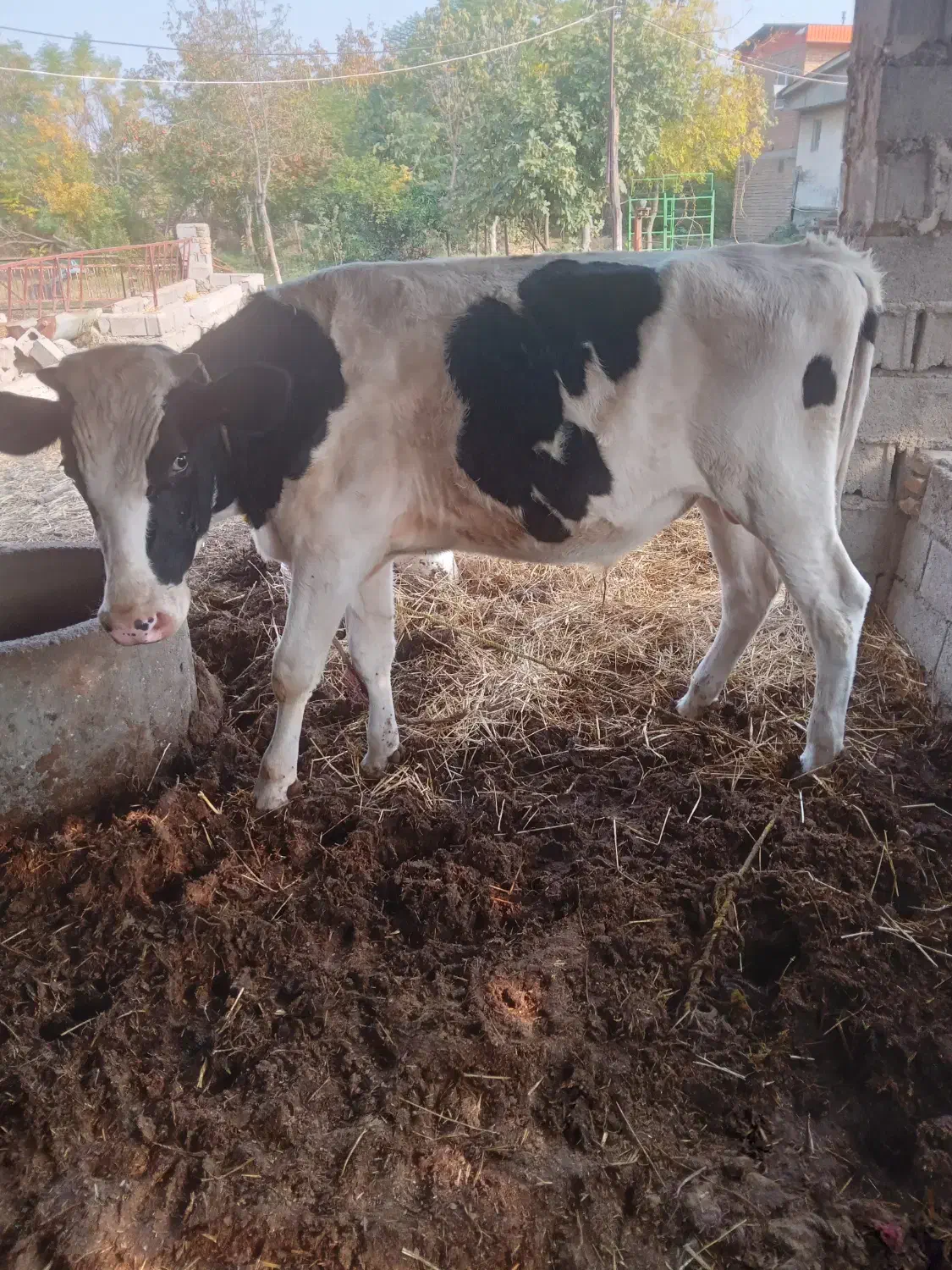 گوساله نر هلشتاین صنعتی|حیوانات مزرعه|رامیان, |دیوار