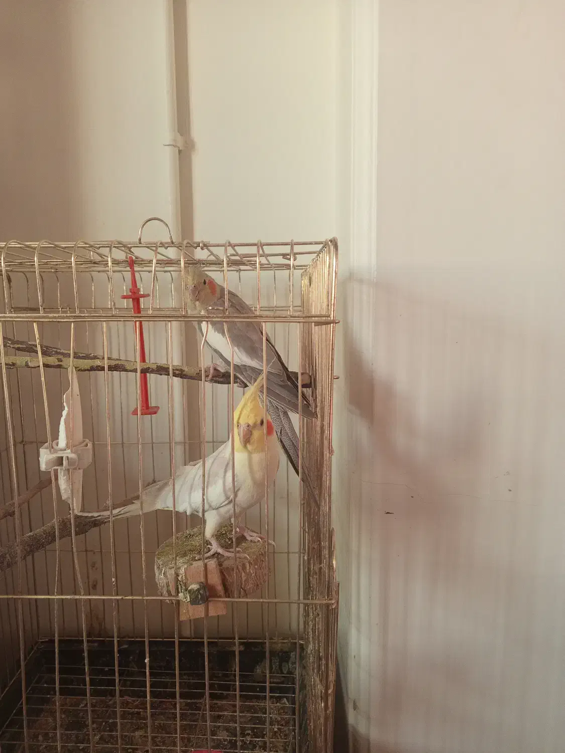 عروس هلندی سخنگو|پرنده|اسلام‌شهر, شهرک سعیدیه|دیوار