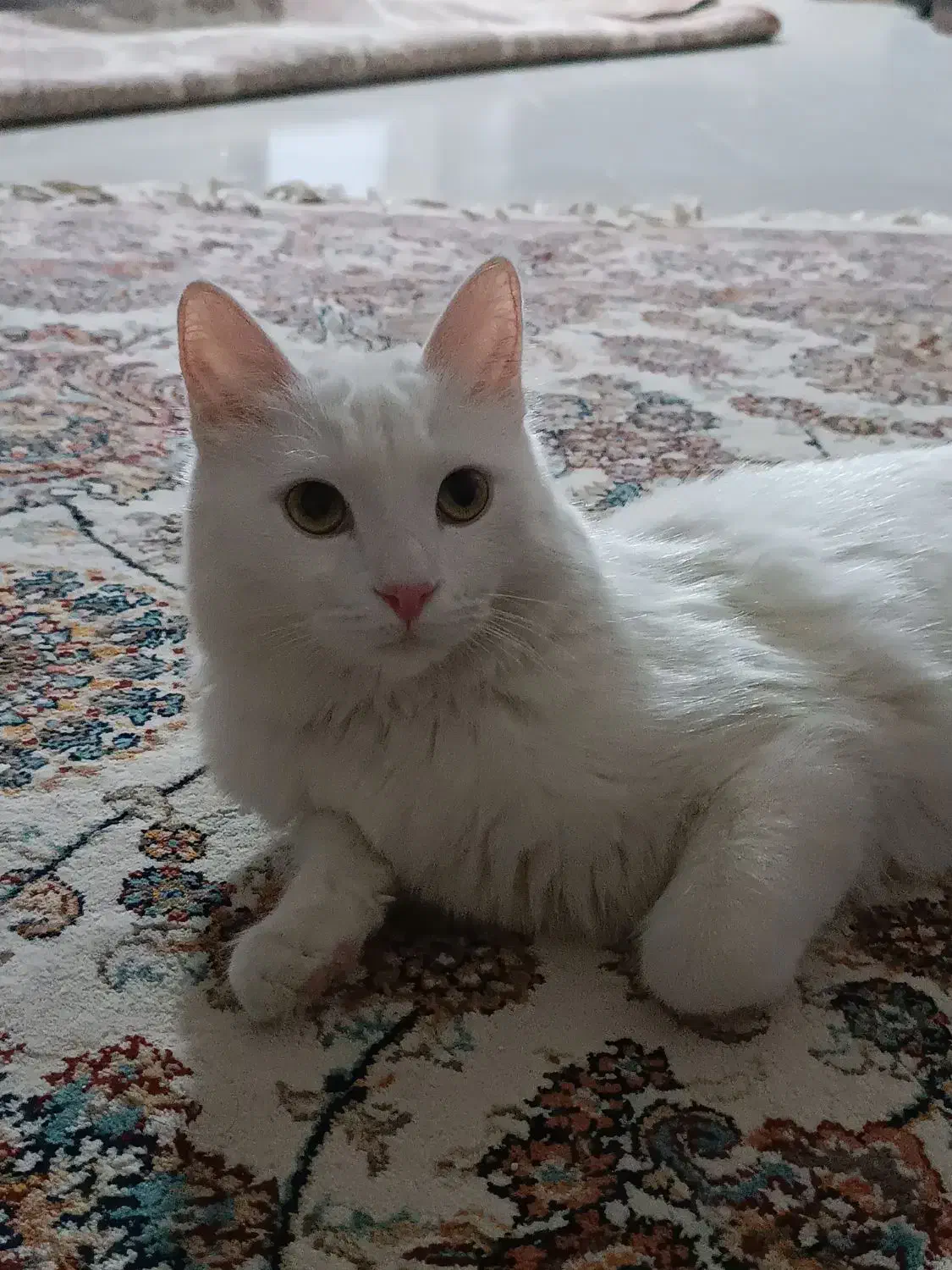 گربه پرشین اسکاتیش|گربه|محمدشهر, شهرک پیام (مهرالبرز)|دیوار