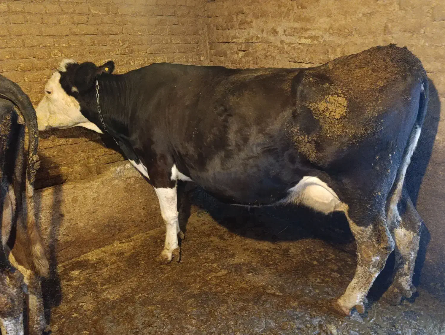 گاو جوان و چاغ|حیوانات مزرعه|جونقان, |دیوار