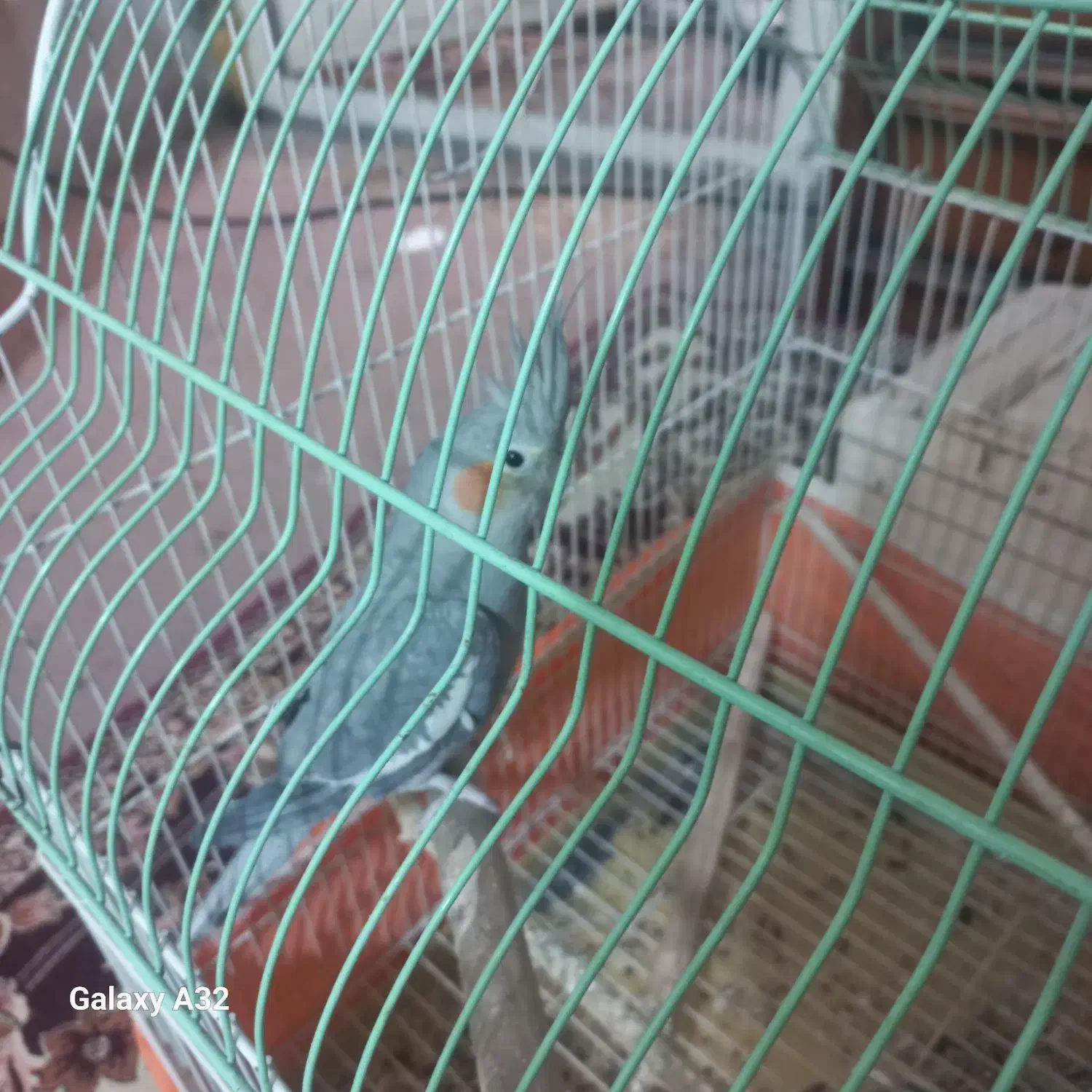 عروس هلندی جفت|پرنده|کرج, کوی امامیه|دیوار