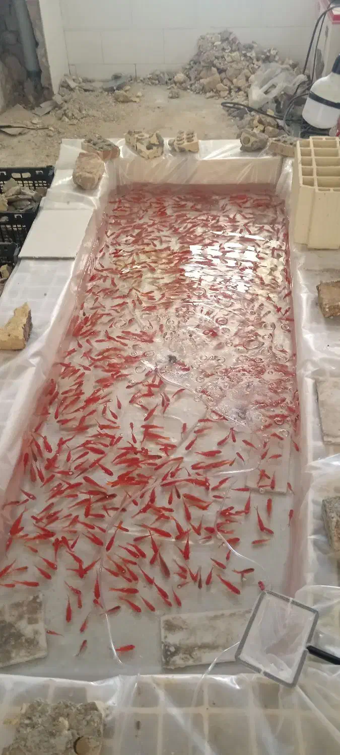 ماهی قرمز شب عید|ماهی|یزد, |دیوار