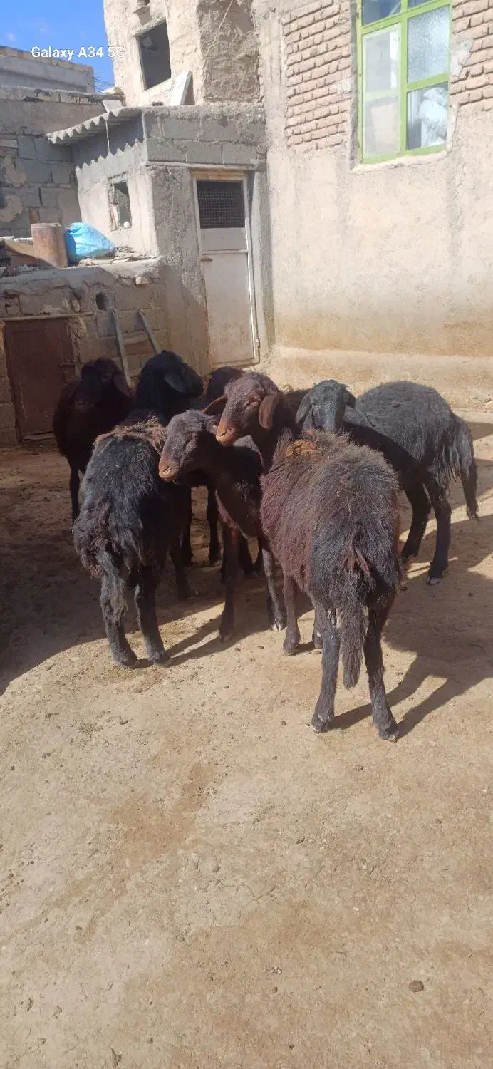 بره ماده قره قزل و افشاری|حیوانات مزرعه|اردبیل, |دیوار