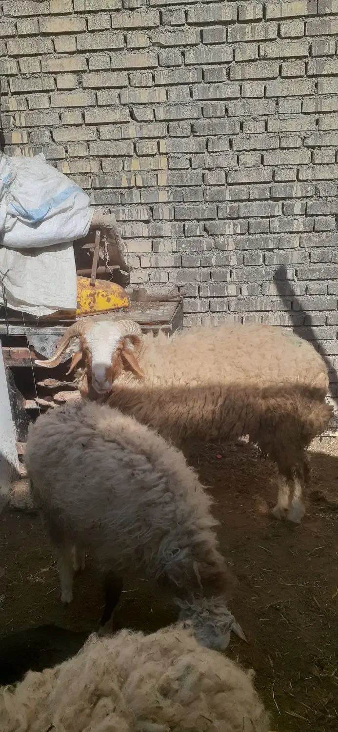 گوسفندنر|حیوانات مزرعه|سوسنگرد, |دیوار