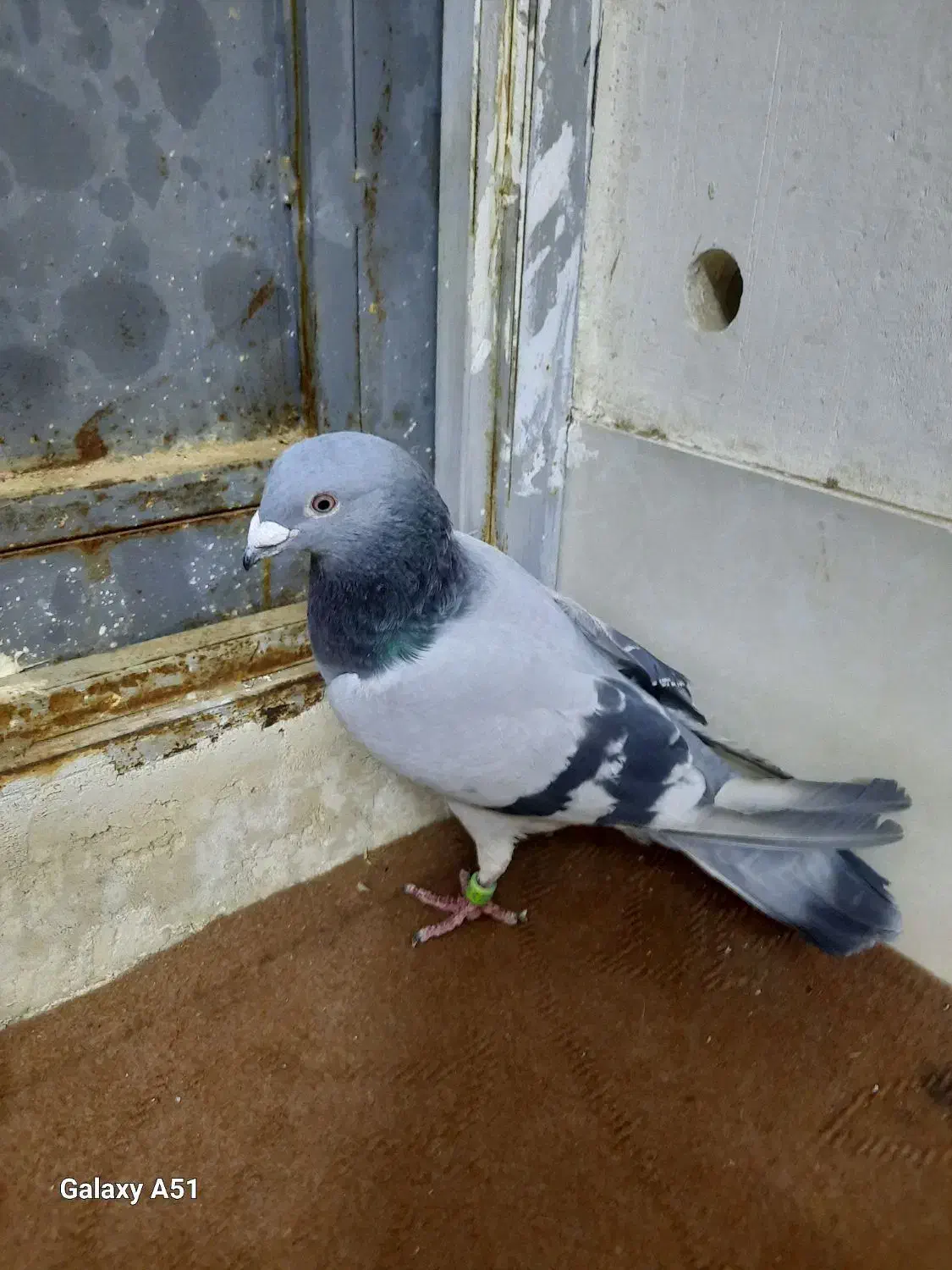 کبوترنر پلاکی|پرنده|قم, شهرک توانیر|دیوار