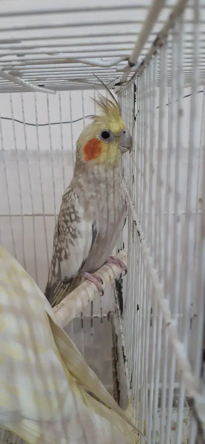 عروس هلندی ماده|پرنده|رامسر, |دیوار