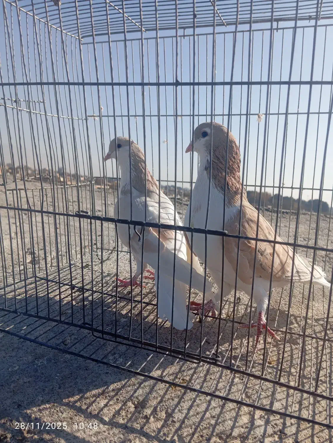 سلام یک جفت نروماده سالم|پرنده|نیشابور, باغ نو|دیوار