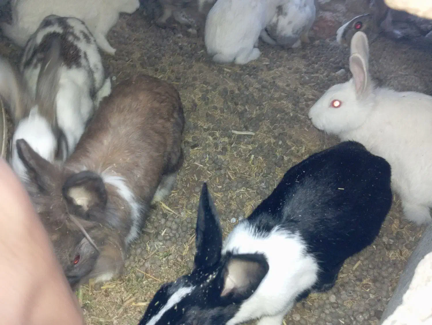 خرگوش|موش و خرگوش|زابل, |دیوار