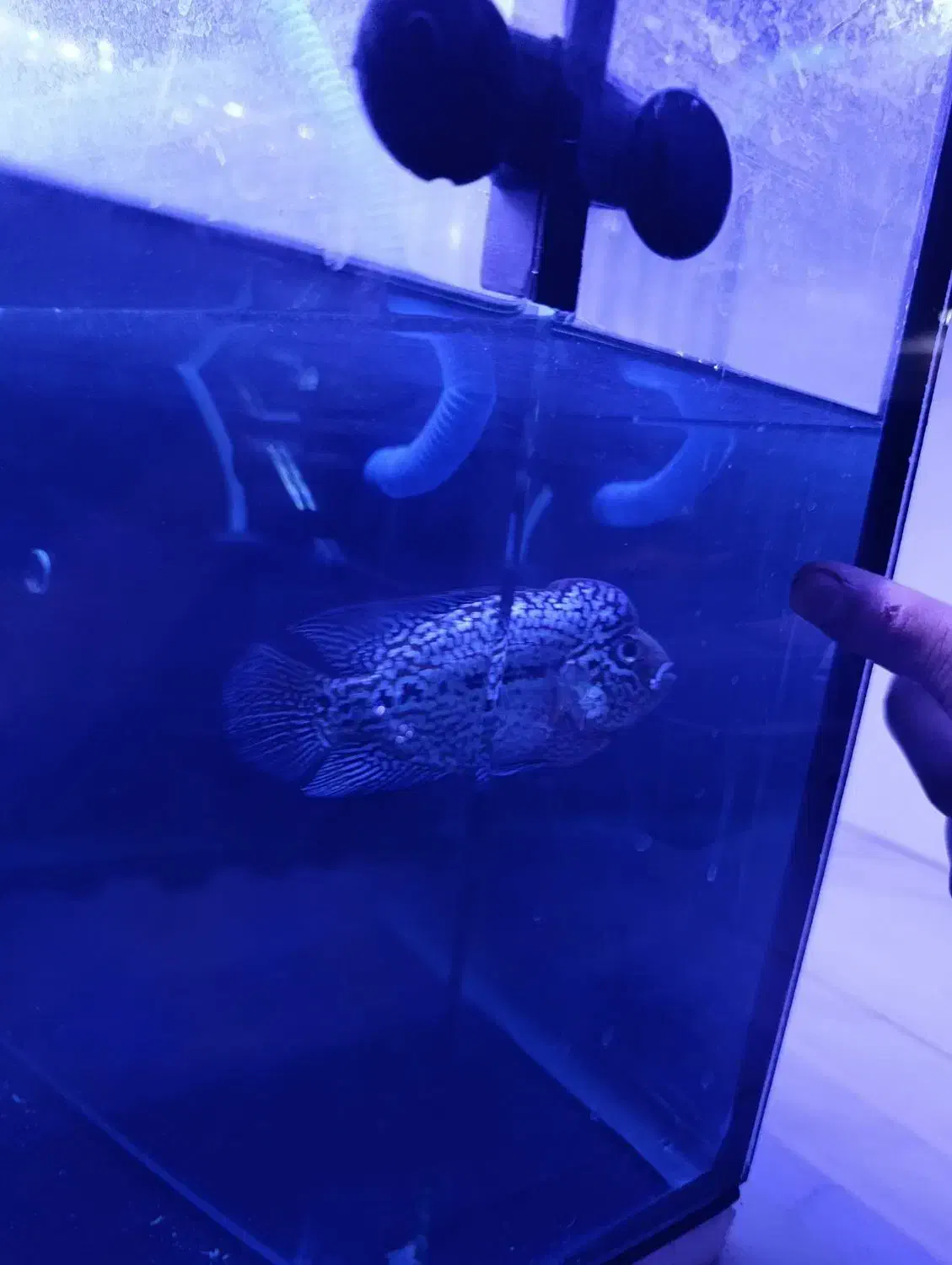 فلاور کینگ کامفا تاپ گرید وارداتی|ماهی|سهند, |دیوار