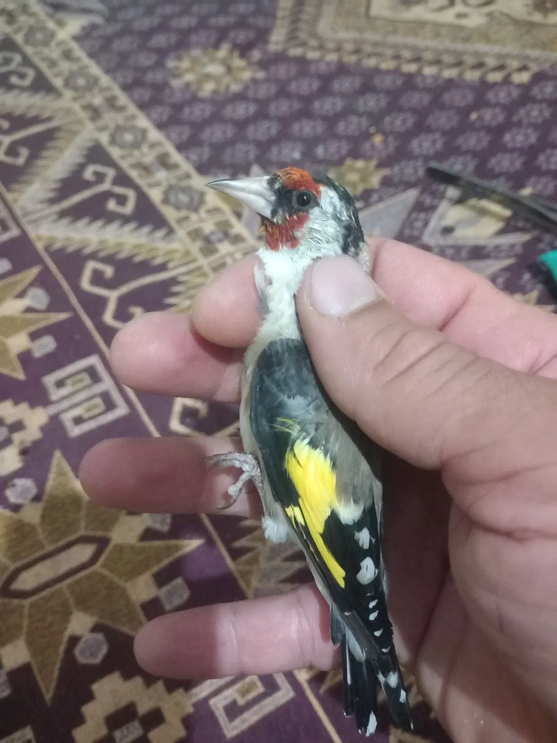سهره|پرنده|کرج, حیدرآباد|دیوار