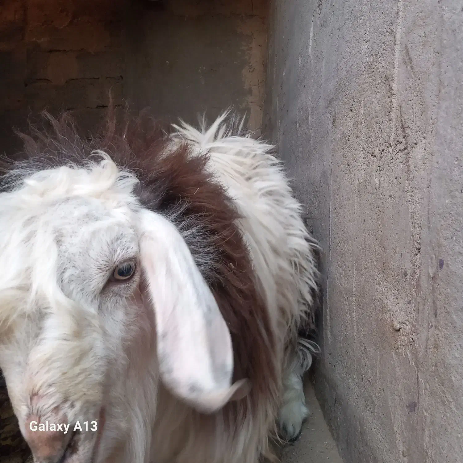 بز نر|حیوانات مزرعه|جزنیک, |دیوار