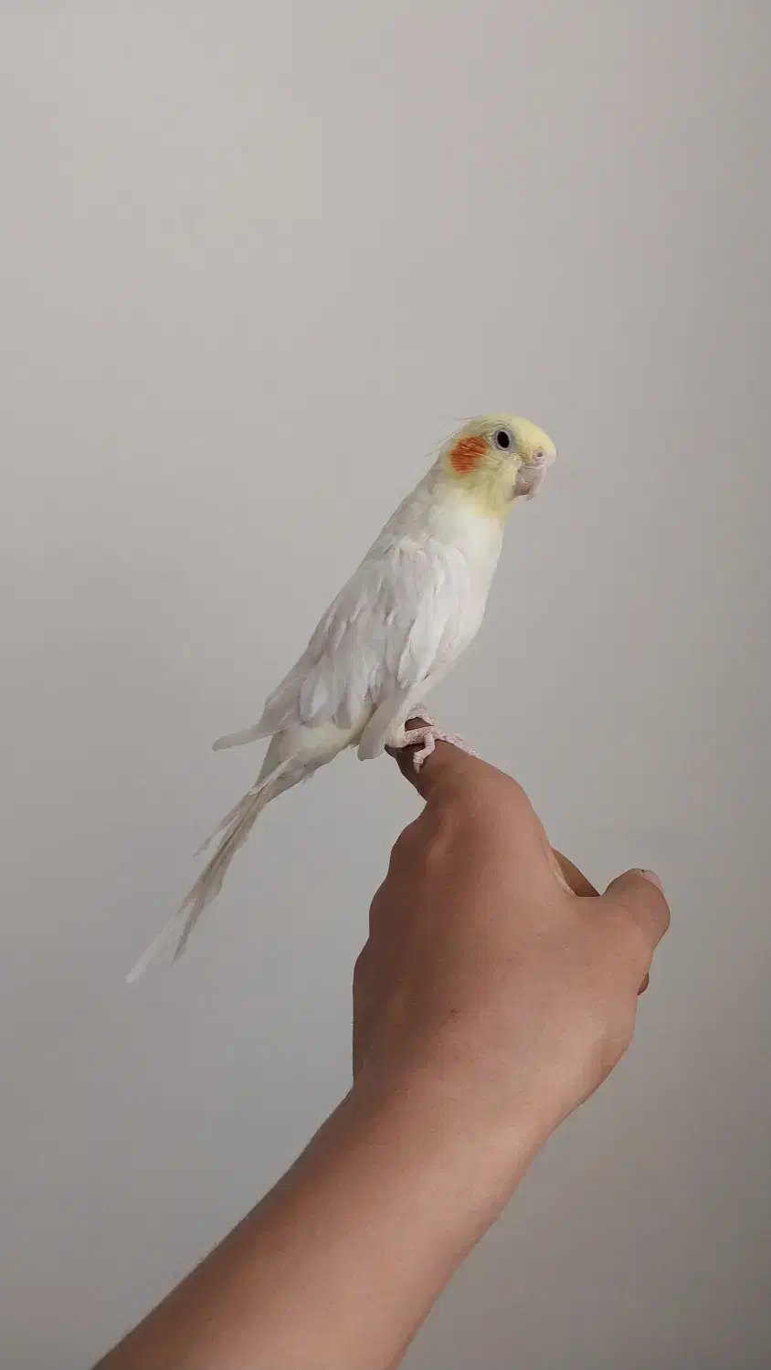 عروس هلندی|پرنده|شازند, |دیوار