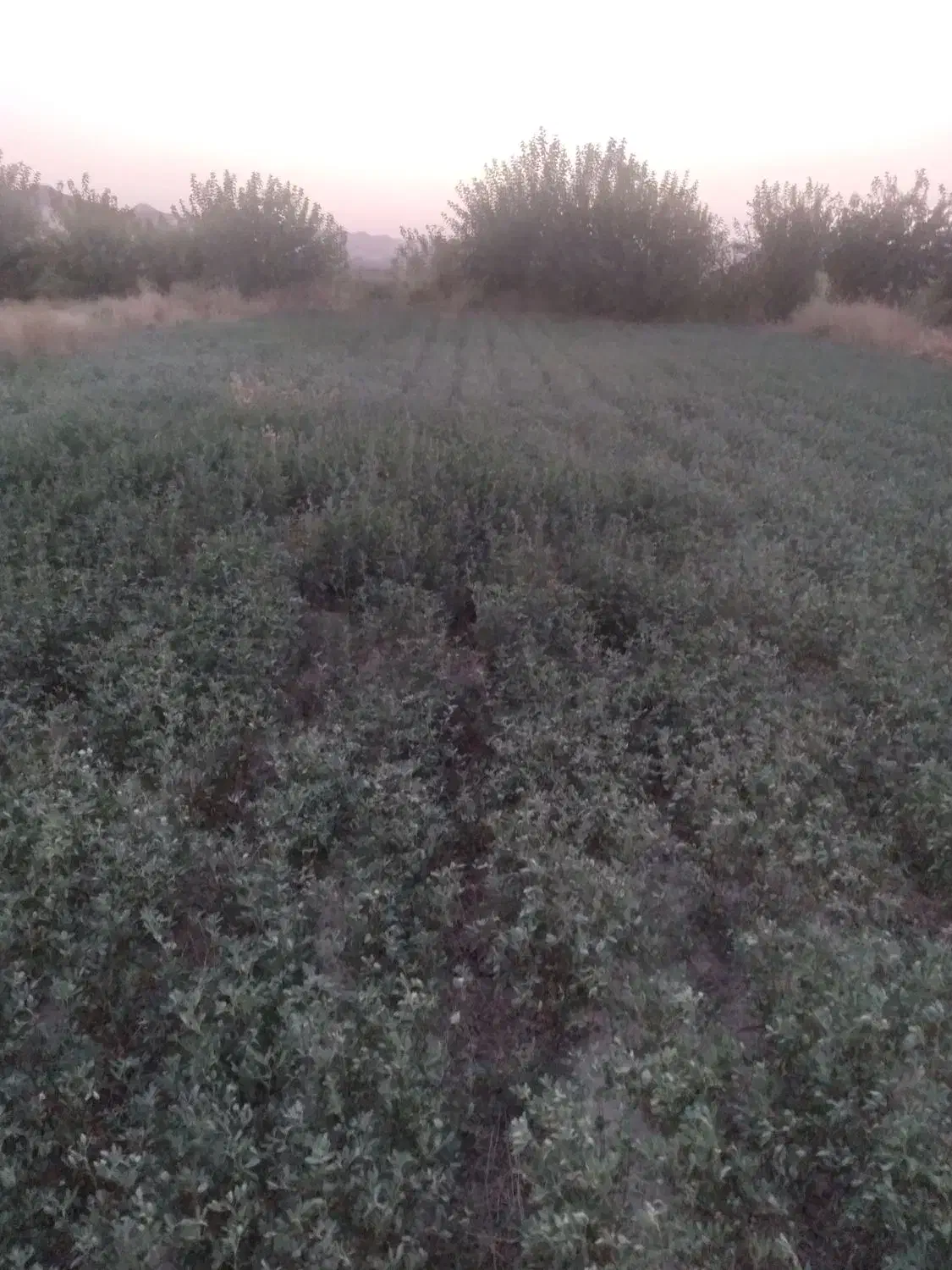 زمین یونجه|فروش زمین و ملک کلنگی|درگز, |دیوار