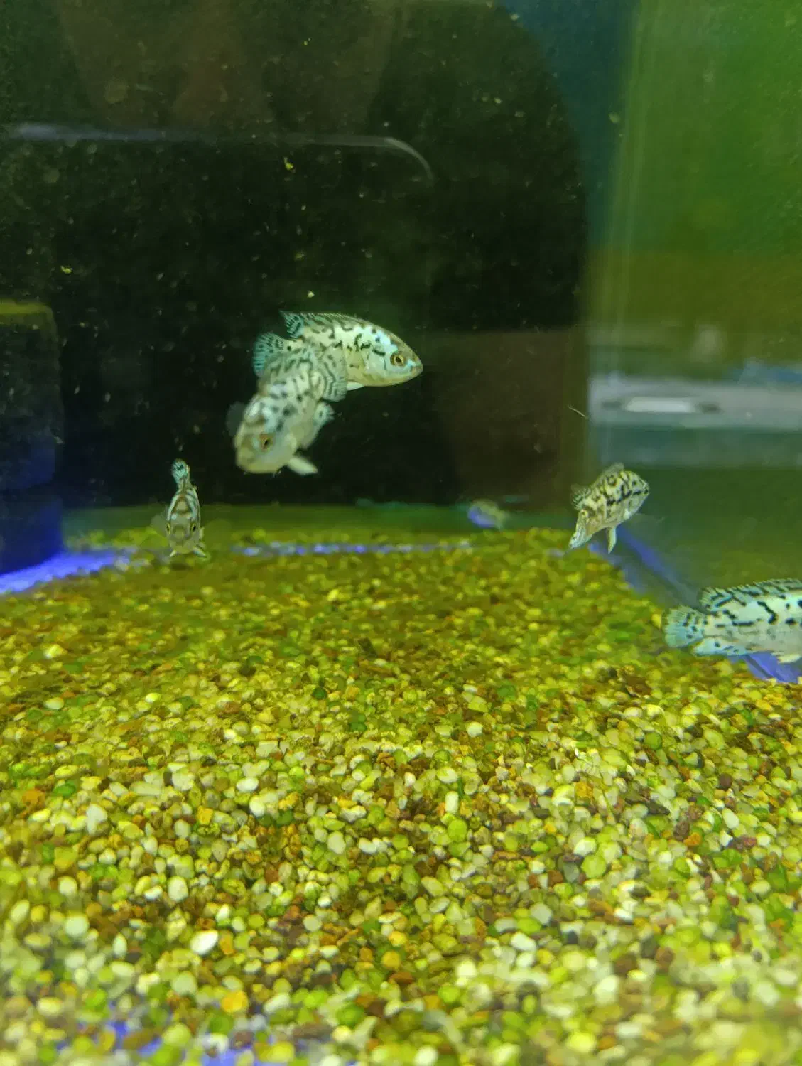 بلو جک دمسی|ماهی|فردیس, قریشی|دیوار